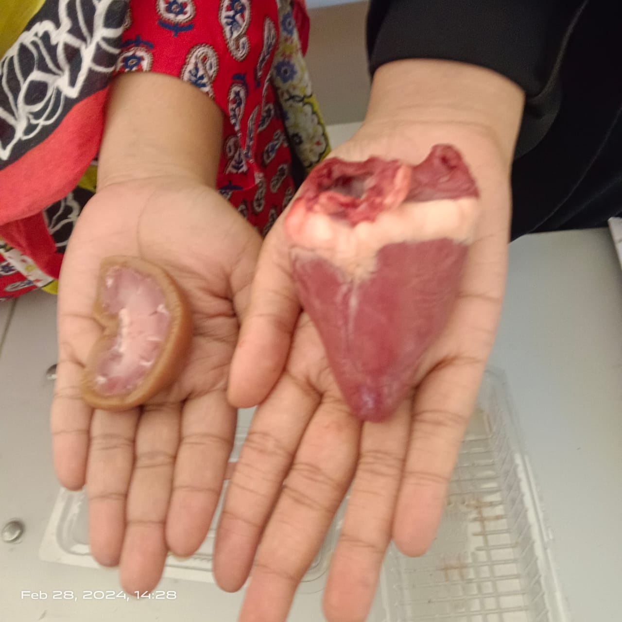 Science Day Activity 9